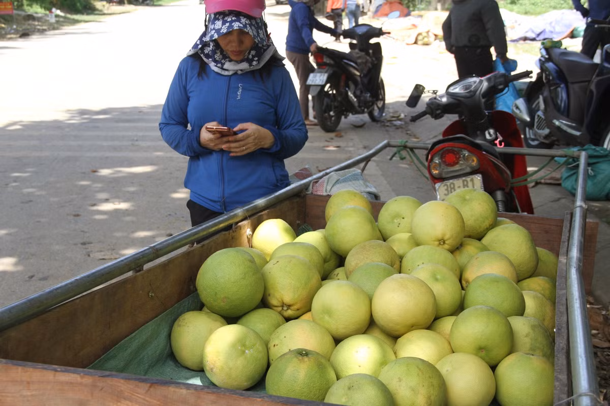 Khung cảnh nhộn nhịp tại thủ phủ bưởi Phúc Trạch vào mùa thu hoạch.