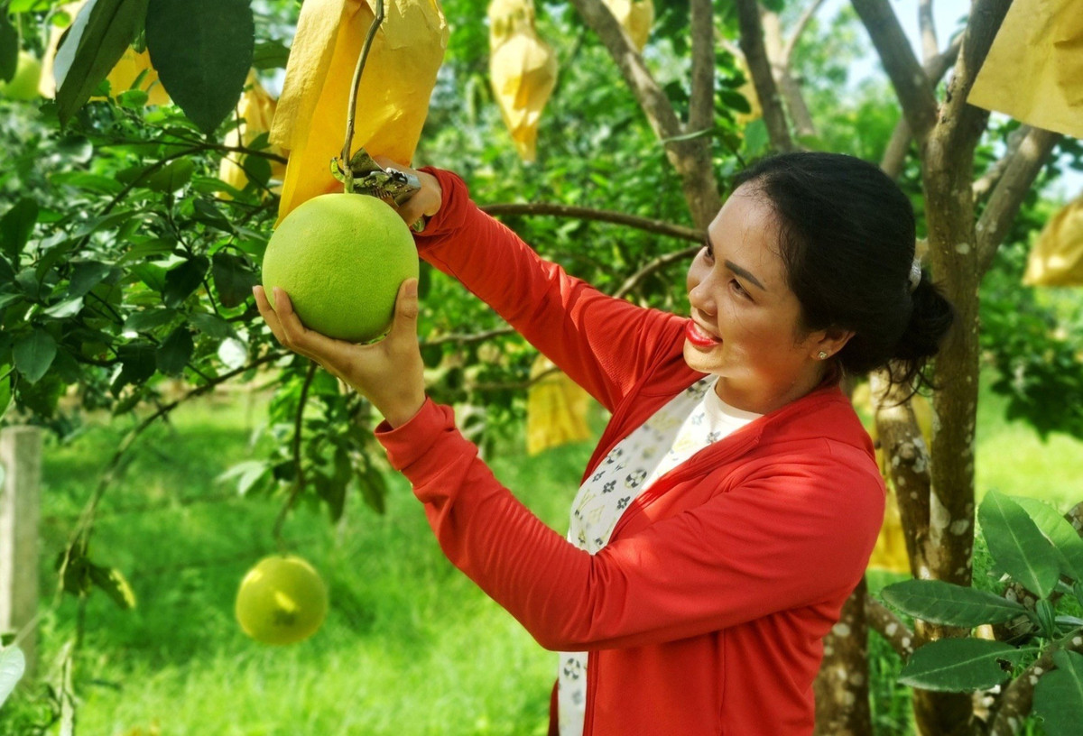 Theo người trồng bưởi, để có một mùa bưởi bội thu, ngoài yếu tố thời tiết thì kỹ thuật chăm bón cũng là điều then chốt quyết định chất lượng của loại bưởi đặc sản này.