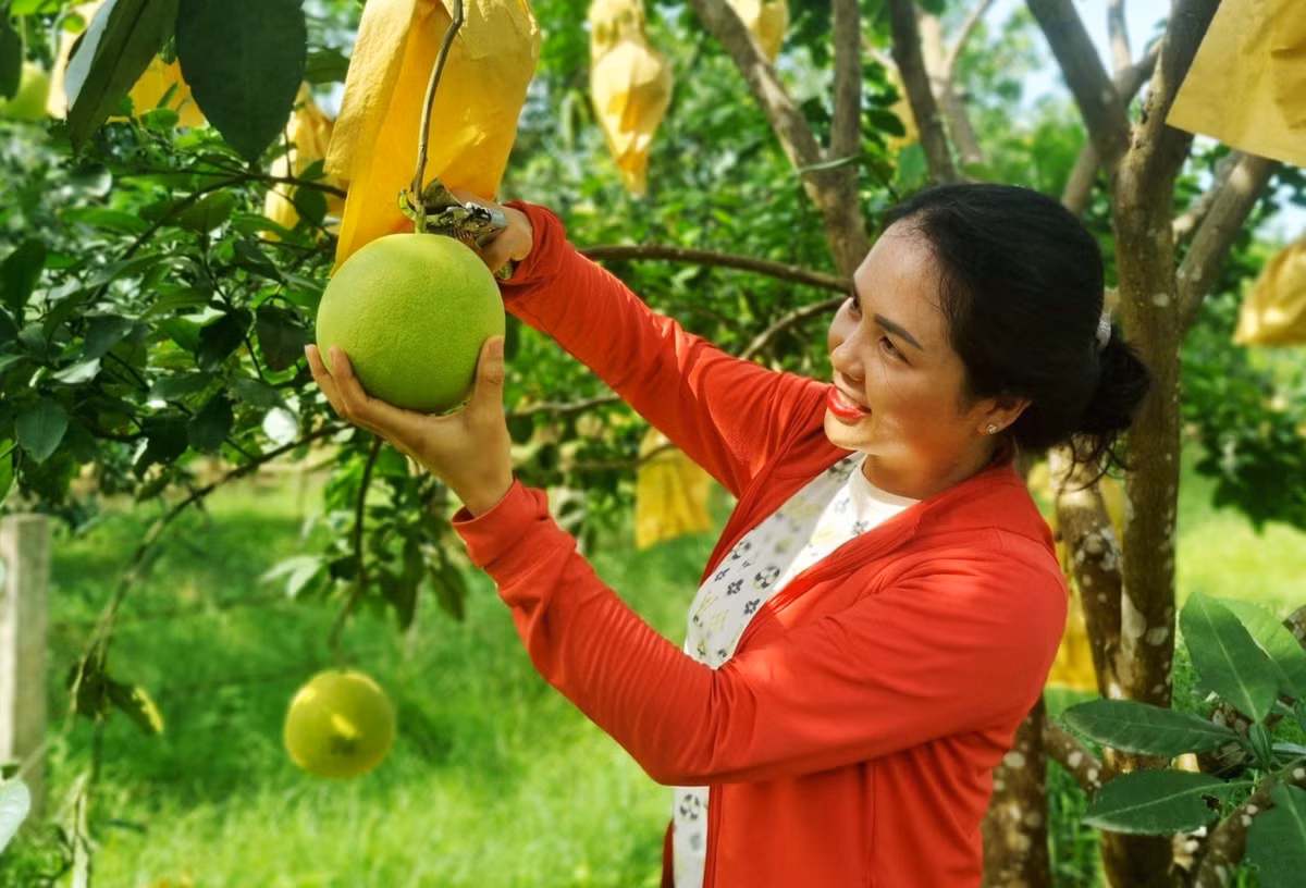 Theo người trồng bưởi, để có một mùa bưởi bội thu, ngoài yếu tố thời tiết thì kỹ thuật chăm bón cũng là điều then chốt quyết định chất lượng của loại bưởi đặc sản này.