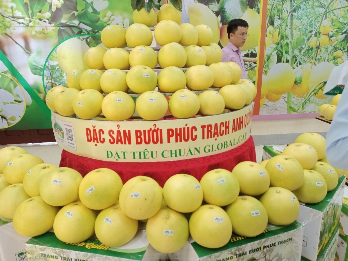 Bưởi Phúc Trạch là một trong 15 cây trồng chủ lực của ngành nông nghiệp tỉnh Hà Tĩnh. Loại nông sản này đã được Cục Sở hữu trí tuệ (Bộ Khoa học và Công nghệ) cấp giấy chứng nhận đăng ký chỉ dẫn địa lý “Phúc Trạch” cho sản phẩm "Qủa bưởi" năm 2019.
