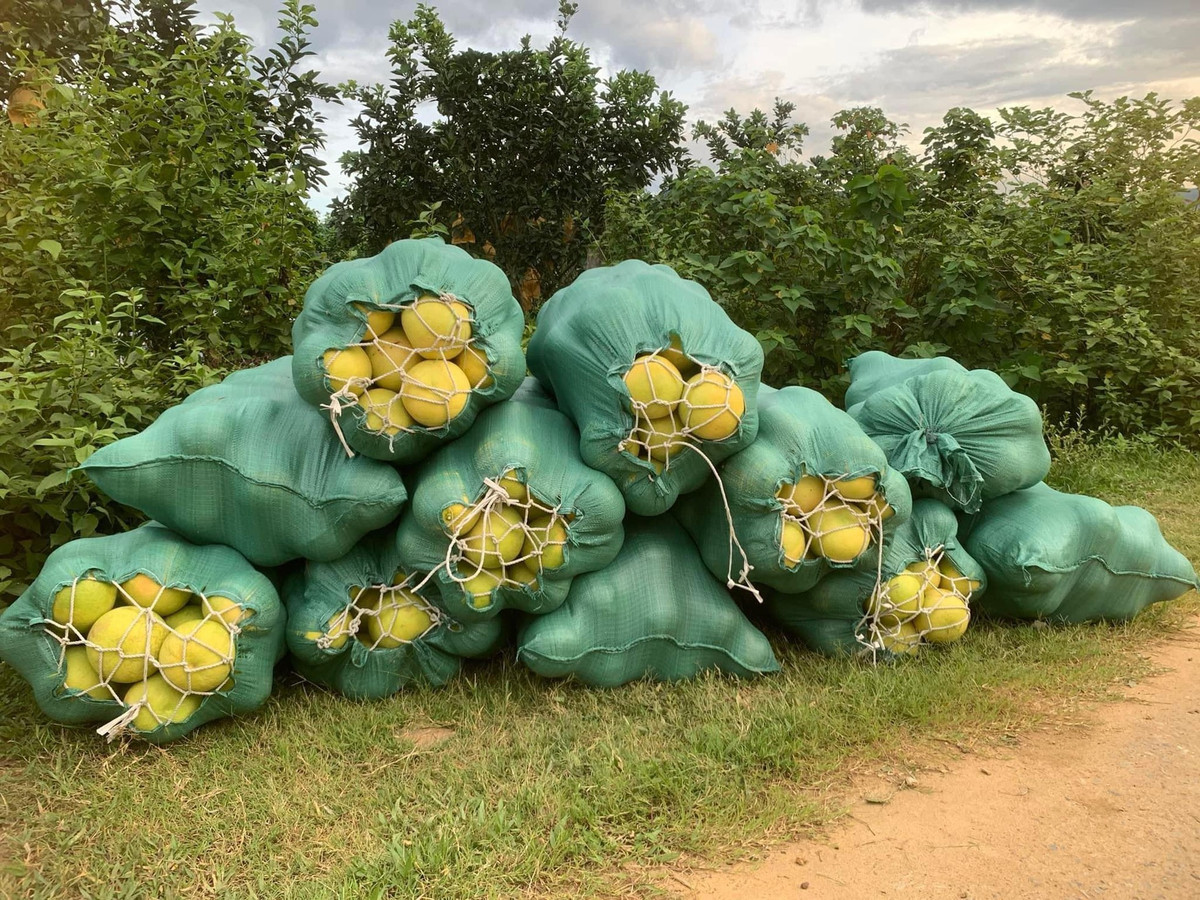 Những ngày này, khắp mọi đường làng, ngõ xóm ở huyện Hương Khê nườm nượp những chuyến xe ngược xuôi chở bưởi. Bưởi được người dân đóng từng bao tải để vận chuyển cho khách.