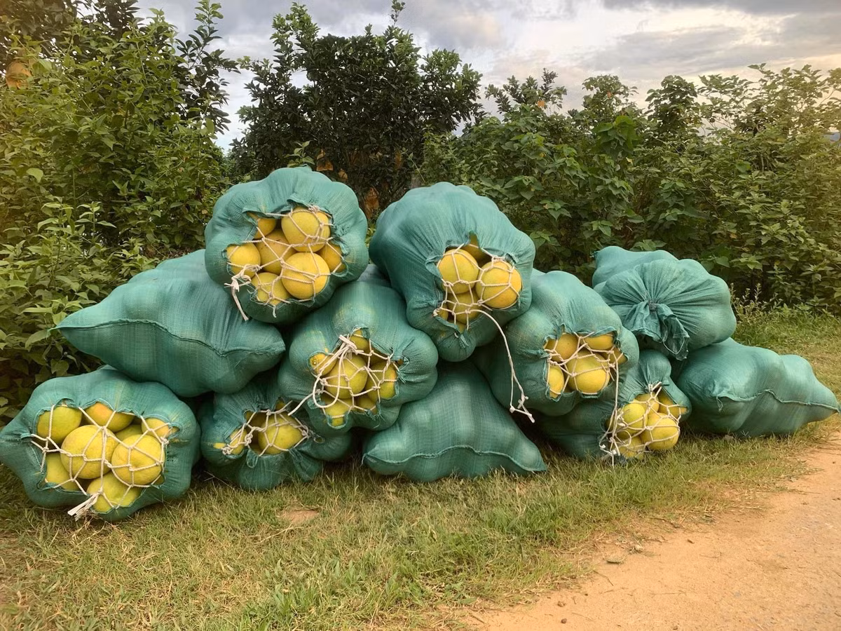 Những ngày này, khắp mọi đường làng, ngõ xóm ở huyện Hương Khê nườm nượp những chuyến xe ngược xuôi chở bưởi. Bưởi được người dân đóng từng bao tải để vận chuyển cho khách.