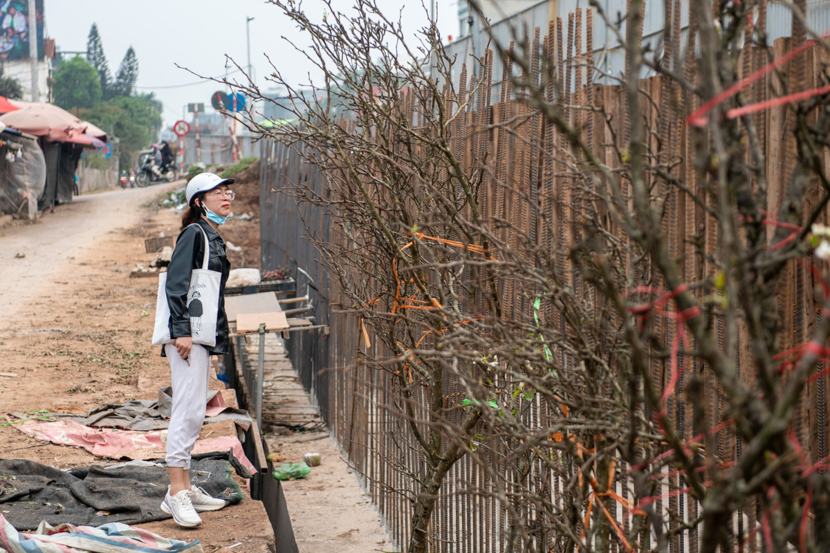 Trái với cảnh mua bán tấp nập trước đây, khu vực phía trước chợ hoa Quảng An vắng khách hơn kể từ khi dự án thi công. Một số tiểu thương dựng những cành hoa mận, lê bên những thanh sắt của công trường.