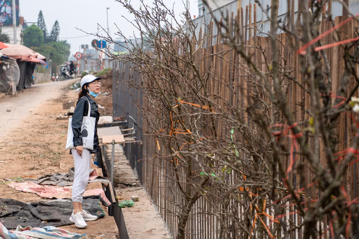 Trái với cảnh mua bán tấp nập trước đây, khu vực phía trước chợ hoa Quảng An vắng khách hơn kể từ khi dự án thi công. Một số tiểu thương dựng những cành hoa mận, lê bên những thanh sắt của công trường.