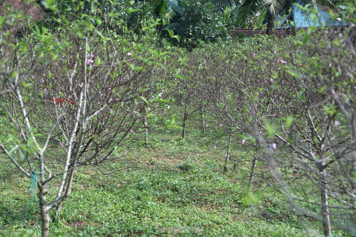 Tết năm trước, anh Nguyễn Hữu Long (SN 1978, thôn Trại Mắt, xã Kim Thành) thu về hơn 100 triệu đồng tiền bán đào thì năm nay 300 gốc đào đến thời điểm này đã bung nở gần hết. Theo anh Long, thời tiết bất thường là nguyên nhân khiến hoa đào nở sớm hơn dự kiến.