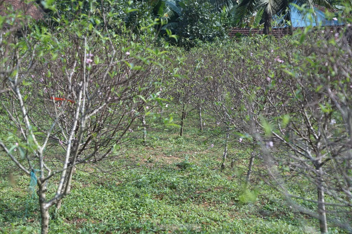Tết năm trước, anh Nguyễn Hữu Long (SN 1978, thôn Trại Mắt, xã Kim Thành) thu về hơn 100 triệu đồng tiền bán đào thì năm nay 300 gốc đào đến thời điểm này đã bung nở gần hết. Theo anh Long, thời tiết bất thường là nguyên nhân khiến hoa đào nở sớm hơn dự kiến.