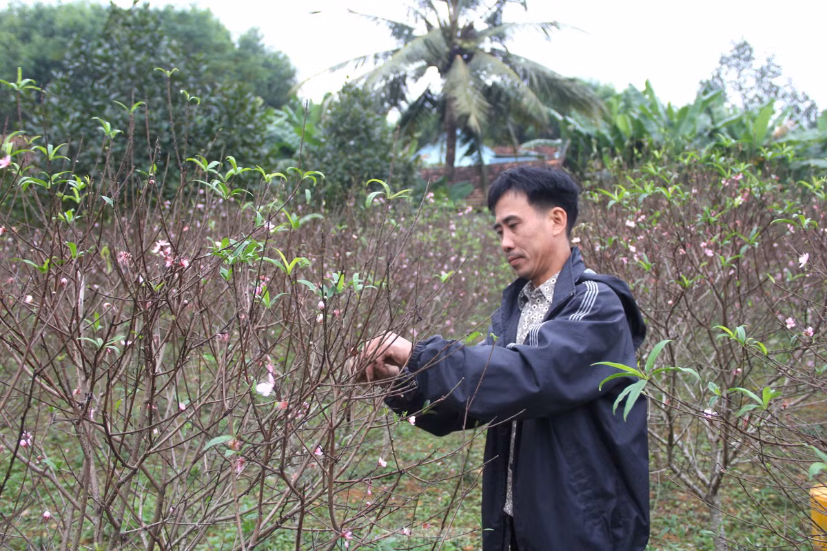 “ Đào phai là cây trồng chủ lực và nguồn thu nhập chính của gia đình. Mỗi năm vườn đào này cũng mang lại cho gia đình nguồn thu hơn 100 triệu đồng. Nhưng năm nay, khoảng 70% cây đào đã nở hoa, nghĩa là Tết này nguồn thu nhập sẽ giảm đi đáng kể", anh Long chia sẻ.