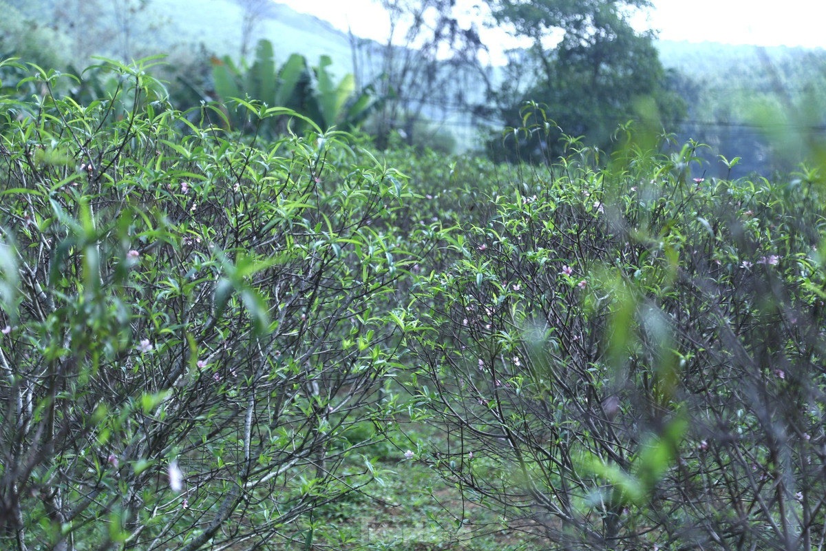 Ông Cao Xuân Toản, Chủ tịch UBND xã Kim Thành, huyện Yên Thành cho biết: “Trồng đào phai là một trong những nghề mang lại giá trị kinh tế cao cho bà con vào mỗi dịp cuối năm. Tuy nhiên, năm nay người dân đang rất lo lắng vì sản phẩm của mình làm ra sẽ khó tiêu thụ do hoa nở sớm. Khác với những năm trước, hiện nay số đào trên toàn xã đã nở hoa 70%, số còn lại cũng đã có nụ to”.