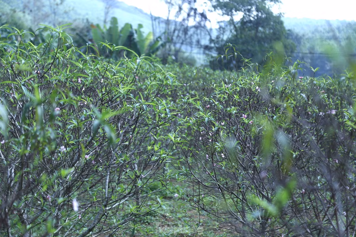 Ông Cao Xuân Toản, Chủ tịch UBND xã Kim Thành, huyện Yên Thành cho biết: “Trồng đào phai là một trong những nghề mang lại giá trị kinh tế cao cho bà con vào mỗi dịp cuối năm. Tuy nhiên, năm nay người dân đang rất lo lắng vì sản phẩm của mình làm ra sẽ khó tiêu thụ do hoa nở sớm. Khác với những năm trước, hiện nay số đào trên toàn xã đã nở hoa 70%, số còn lại cũng đã có nụ to”.