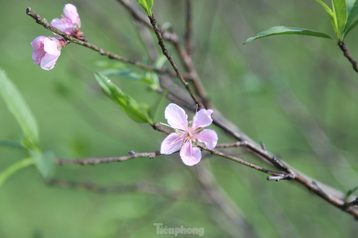 Hiện nay, nhiều vườn đào phai ở Kim Thành đã nở rực rỡ.