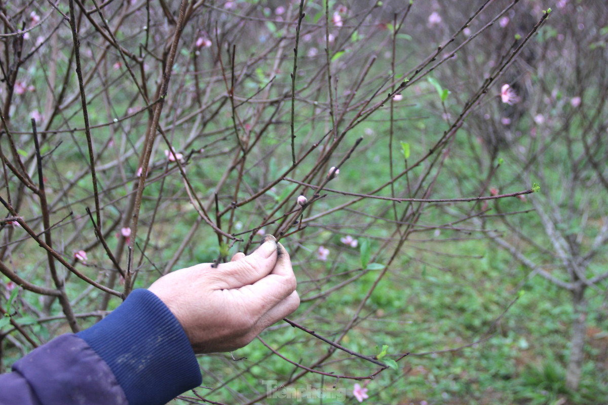 Việc đào nở sớm khiến gia đình chị Thuyết đứng ngồi không yên. Những ngày qua, chị phải thuê người cắt bỏ hoa đã nở và lá để tránh ảnh hưởng đến sức khỏe của cây.