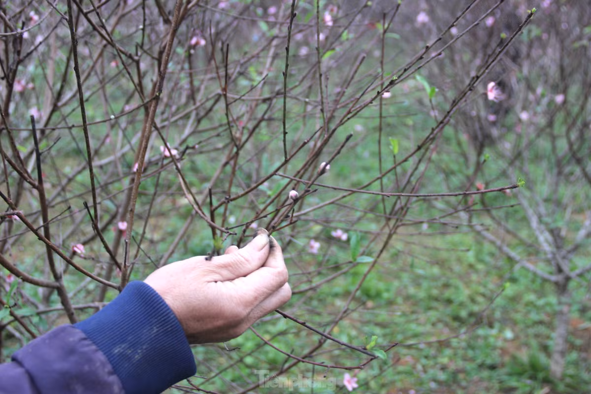Việc đào nở sớm khiến gia đình chị Thuyết đứng ngồi không yên. Những ngày qua, chị phải thuê người cắt bỏ hoa đã nở và lá để tránh ảnh hưởng đến sức khỏe của cây.