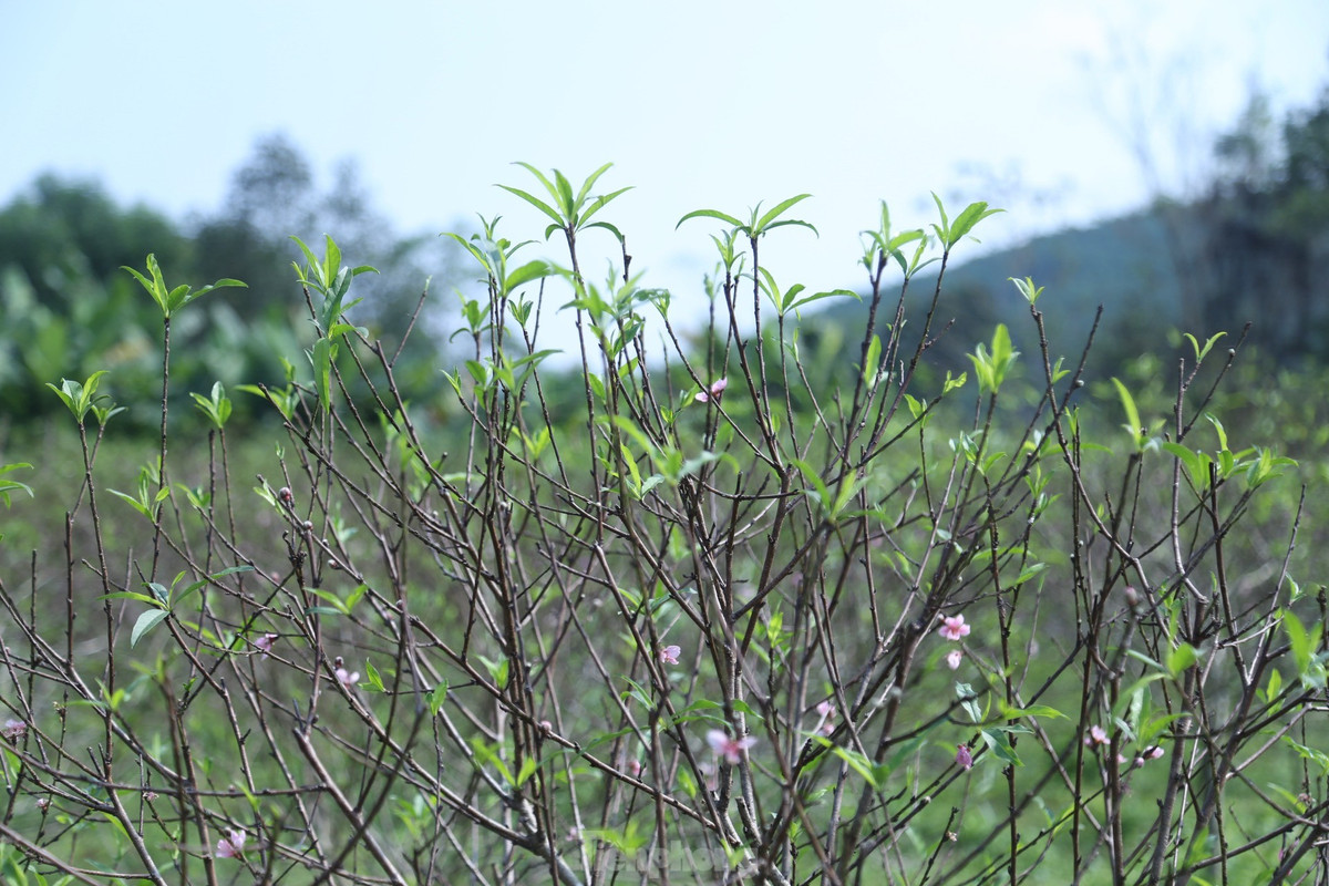 Theo người dân trồng đào nơi đây, nguyên nhân khiến hoa đào nở sớm hơn dự kiến là do thời tiết bất thường. Những trận mưa trái mùa khiến đào ngập úng, lá rụng hết nên đã bung nụ. Ngập úng cũng khiến một số cây đào chết khô.