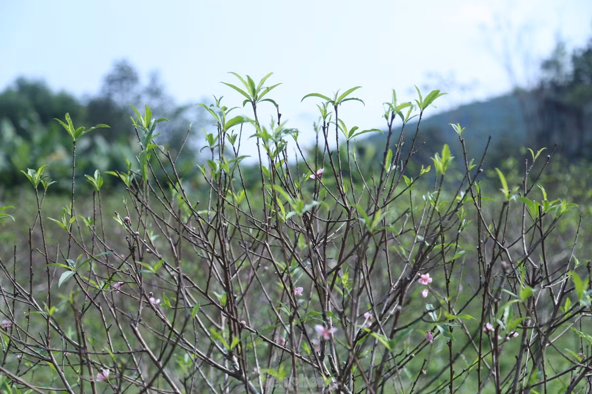 Theo người dân trồng đào nơi đây, nguyên nhân khiến hoa đào nở sớm hơn dự kiến là do thời tiết bất thường. Những trận mưa trái mùa khiến đào ngập úng, lá rụng hết nên đã bung nụ. Ngập úng cũng khiến một số cây đào chết khô.