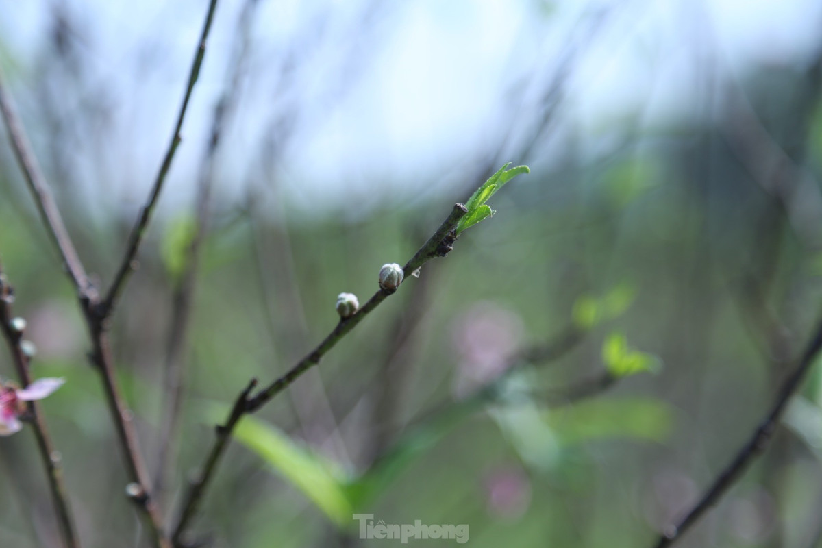 Để hãm đào nở, nhiều hộ đã hái bớt hoa; chỉ giữ lại nụ.