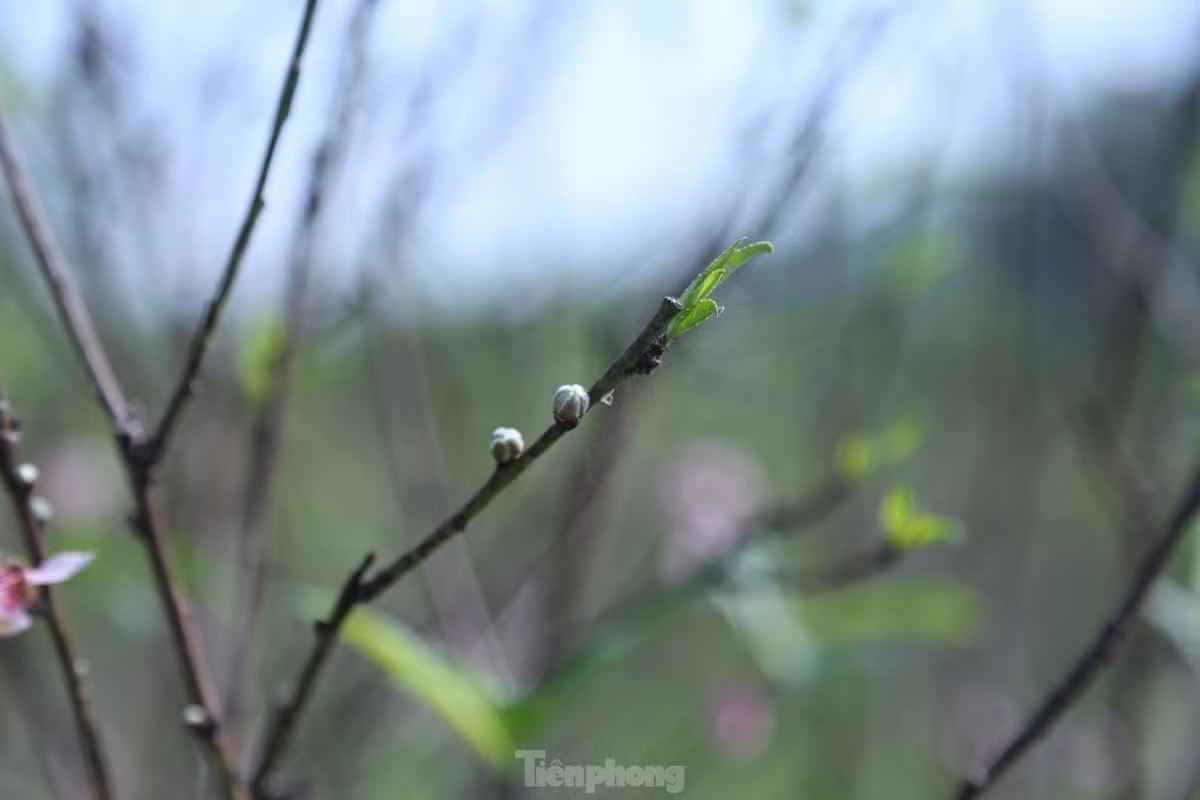 Để hãm đào nở, nhiều hộ đã hái bớt hoa; chỉ giữ lại nụ.