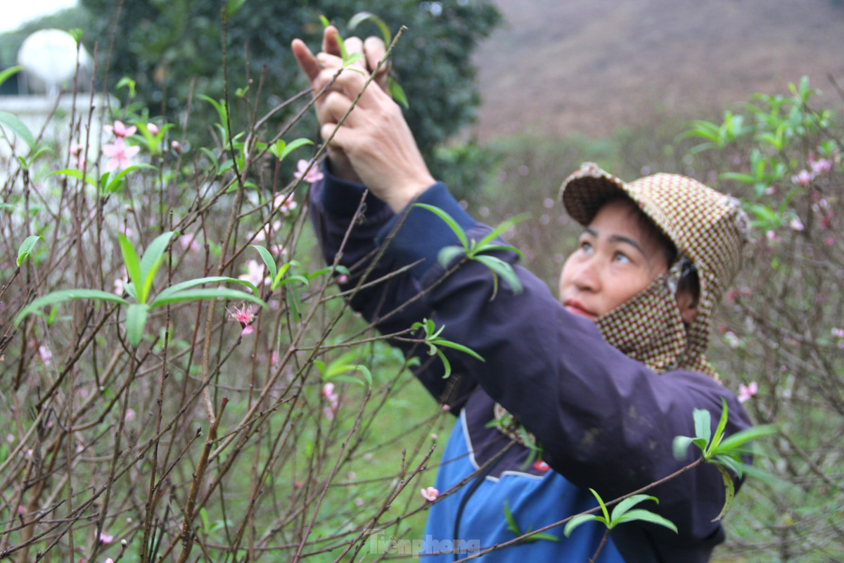 Kinh nghiệm nhiều năm trong nghề trồng đào nhưng chưa năm nào chị Nguyễn Thị Thuyết (trú ở xóm Trại Mắt, xã Kim Thành), thấy đào nở sớm và rộ như năm nay. Vườn đào của chị có khoảng 350 gốc từ 3-5 năm tuổi chuẩn bị cho vụ Tết nhưng hiện đã nở rộ.