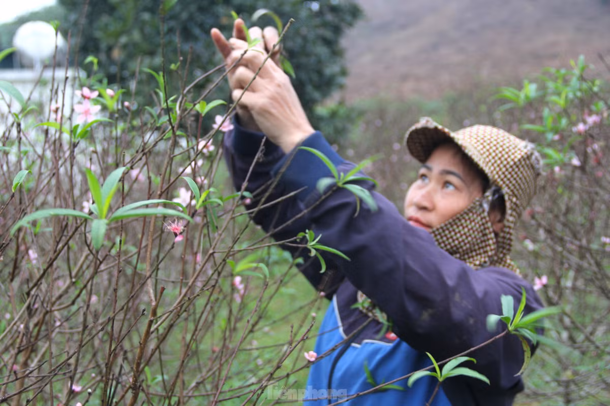 Kinh nghiệm nhiều năm trong nghề trồng đào nhưng chưa năm nào chị Nguyễn Thị Thuyết (trú ở xóm Trại Mắt, xã Kim Thành), thấy đào nở sớm và rộ như năm nay. Vườn đào của chị có khoảng 350 gốc từ 3-5 năm tuổi chuẩn bị cho vụ Tết nhưng hiện đã nở rộ.