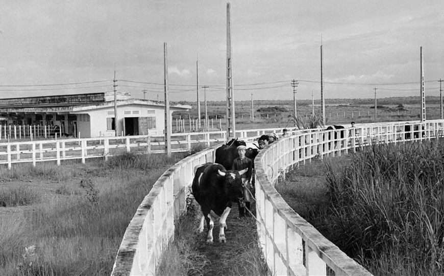 Trại bò giống Ba Vì (Hà Nội) - một trong năm công trình kinh tế-xã hội hiện đại được Cuba tặng Việt Nam năm 1973, sau chuyến thăm của Lãnh tụ Cuba Fidel Castro. (Ảnh: TTXVN).