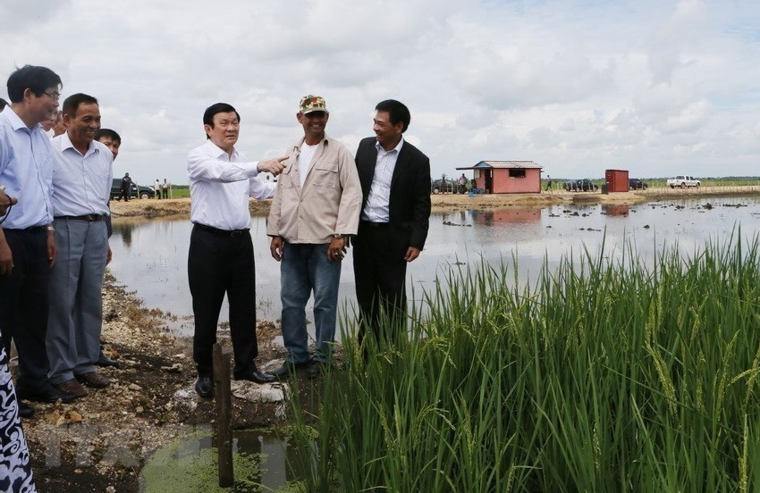Trong chuyến thăm hữu nghị chính thức Cuba, Chủ tịch nước Trương Tấn Sang thăm Dự án sản xuất lúa gạo Calimete ở tỉnh Matanzas (30/9/2015). (Ảnh: Nguyễn Khang/TTXVN).