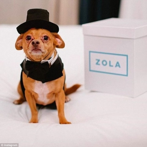 Cận cảnh váy hơn 200 triệu, vòng cưới 2,9 tỷ của cặp chó nổi tiếng - Ảnh 2