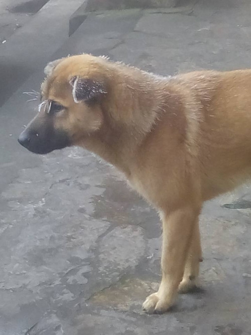 "Chó tuyết". Ảnh: Facebook Bọ Nẹt.