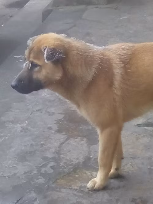 "Chó tuyết". Ảnh: Facebook Bọ Nẹt.