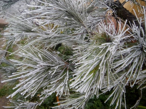 Hình ảnh đẹp mê mẫn về băng tuyết Việt Nam. Ảnh: Facebook Bọ Nẹt.