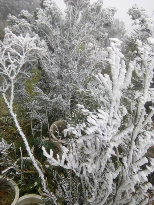 Băng tuyết Mẫu Sơn. Ảnh: Facebook Bọ Nẹt.