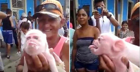  Chú lợn đáng thương gây hoang mang.