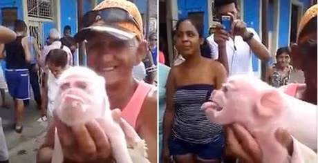  Chú lợn đáng thương gây hoang mang.