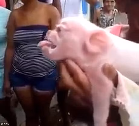  Có người tỏ ra thích thú nhưng hầu hết đầu sợ hãi. 