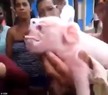  Theo truyền thông địa phương, chỉ sau bốn ngày tuổi, chú lợn đột biến đã chết do khuyết tật bẩm sinh.