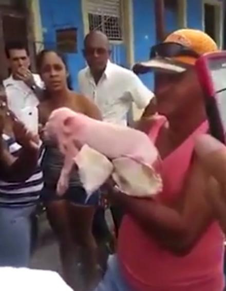 Theo các nhà khoa học, con lợn có bộ mặt dị dạng trên là do chứng rối loạn phát triển não, dẫn đến khiếm khuyết về mắt. 