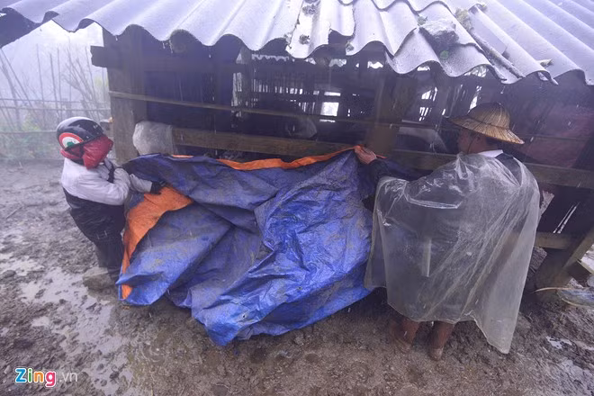 Chiều 23/1, hộ ông Chảo A Tà tiếp tục dùng bạt phủ để chống lạnh cho đàn trâu. Năm nay, UBND xã không hỗ trợ vật tư, lều bạt nên các hộ dân phải tự gia cố.