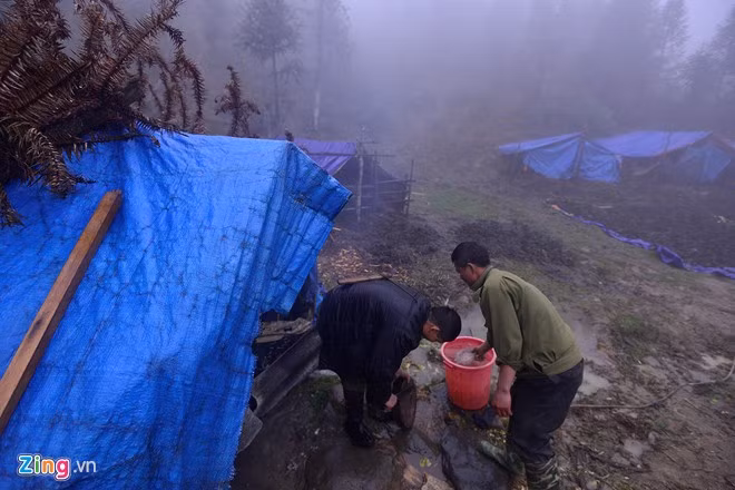 Anh Châu A Póa (xã Cát Cát) đưa gần 30 con trâu xuống vùng thấp cách nhà 8 km để tránh rét.