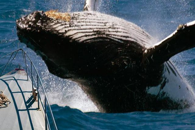 Su that viec nguoi dan ong bi ca voi nuot chung