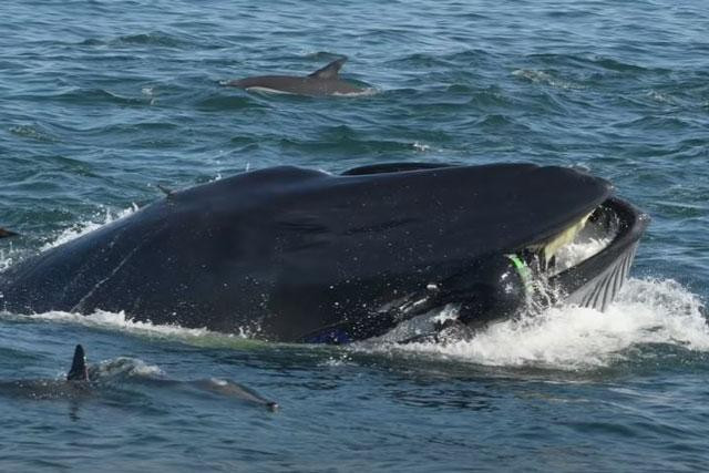 Su that viec nguoi dan ong bi ca voi nuot chung-Hinh-2