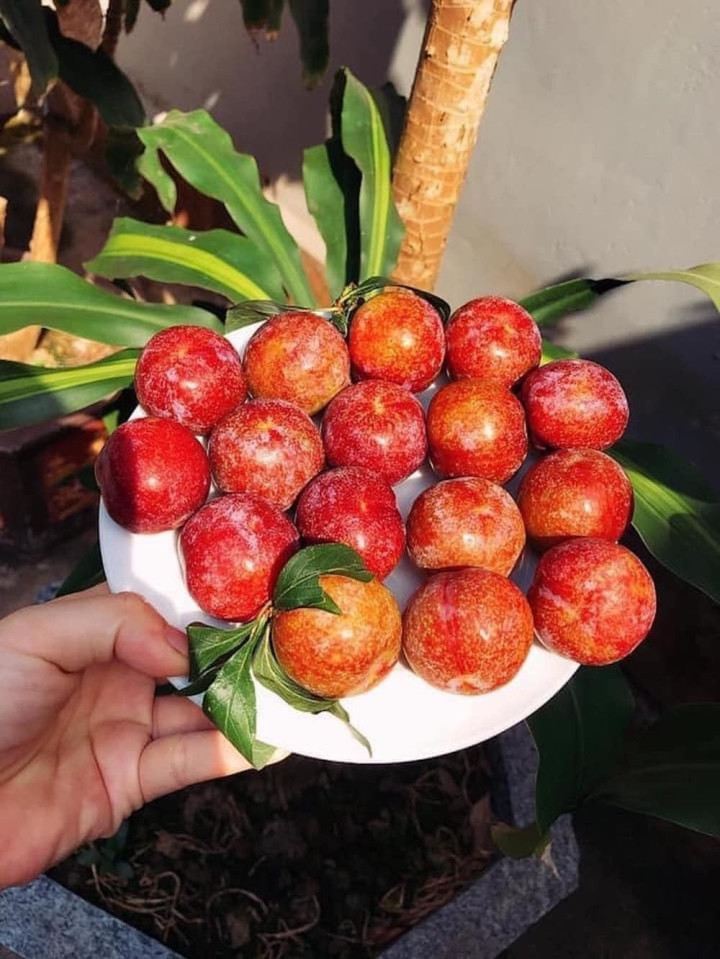 Mận đầu mùa đắt đỏ, giá vài trăm nghìn đồng/kg vẫn được vét sạch - Hình 7 Man dau mua dat do, gia vai tram nghin dong/kg van duoc vet sach-Hinh-7