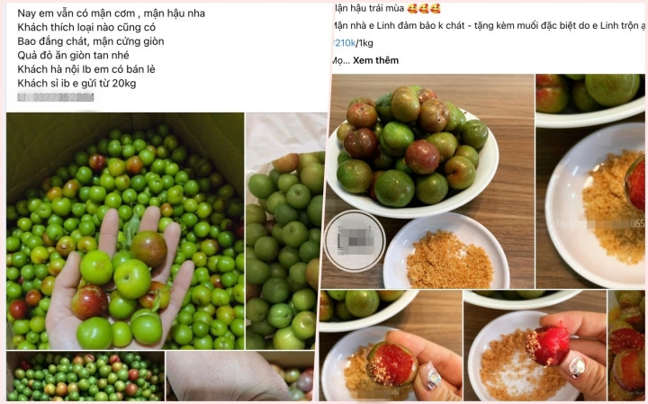 Mận đầu mùa đắt đỏ, giá vài trăm nghìn đồng/kg vẫn được vét sạch Man dau mua dat do, gia vai tram nghin dong/kg van duoc vet sach