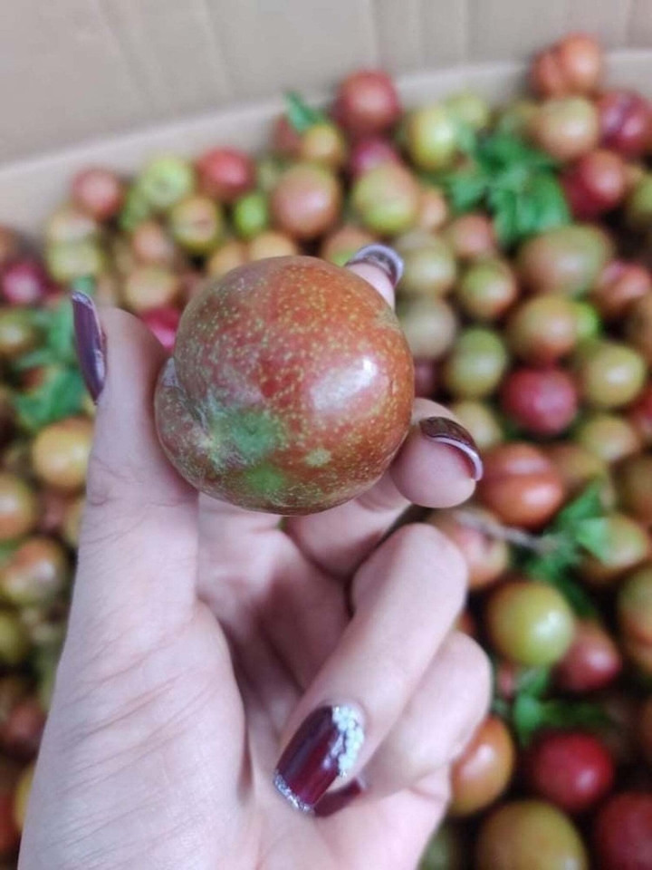 Mận đầu mùa đắt đỏ, giá vài trăm nghìn đồng/kg vẫn được vét sạch - Hình 4 Man dau mua dat do, gia vai tram nghin dong/kg van duoc vet sach-Hinh-4