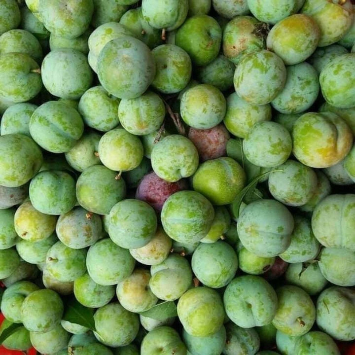 Mận đầu mùa đắt đỏ, giá vài trăm nghìn đồng/kg vẫn được vét sạch - Hình 6 Man dau mua dat do, gia vai tram nghin dong/kg van duoc vet sach-Hinh-6