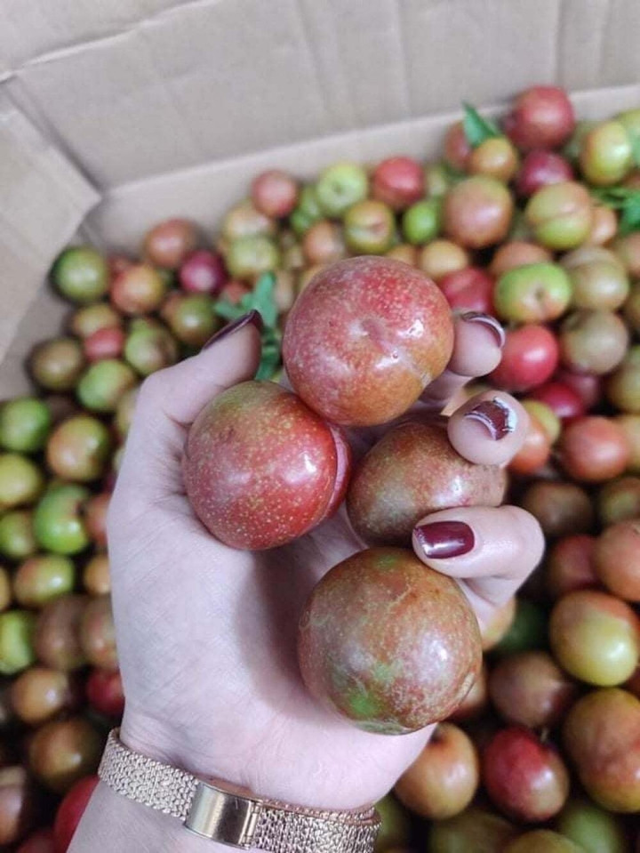 Mận đầu mùa đắt đỏ, giá vài trăm nghìn đồng/kg vẫn được vét sạch - Hình 3 Man dau mua dat do, gia vai tram nghin dong/kg van duoc vet sach-Hinh-3