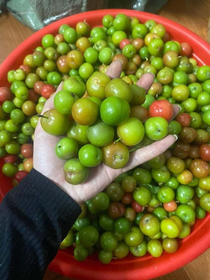 Mận đầu mùa đắt đỏ, giá vài trăm nghìn đồng/kg vẫn được vét sạch - Hình 8 Man dau mua dat do, gia vai tram nghin dong/kg van duoc vet sach-Hinh-8