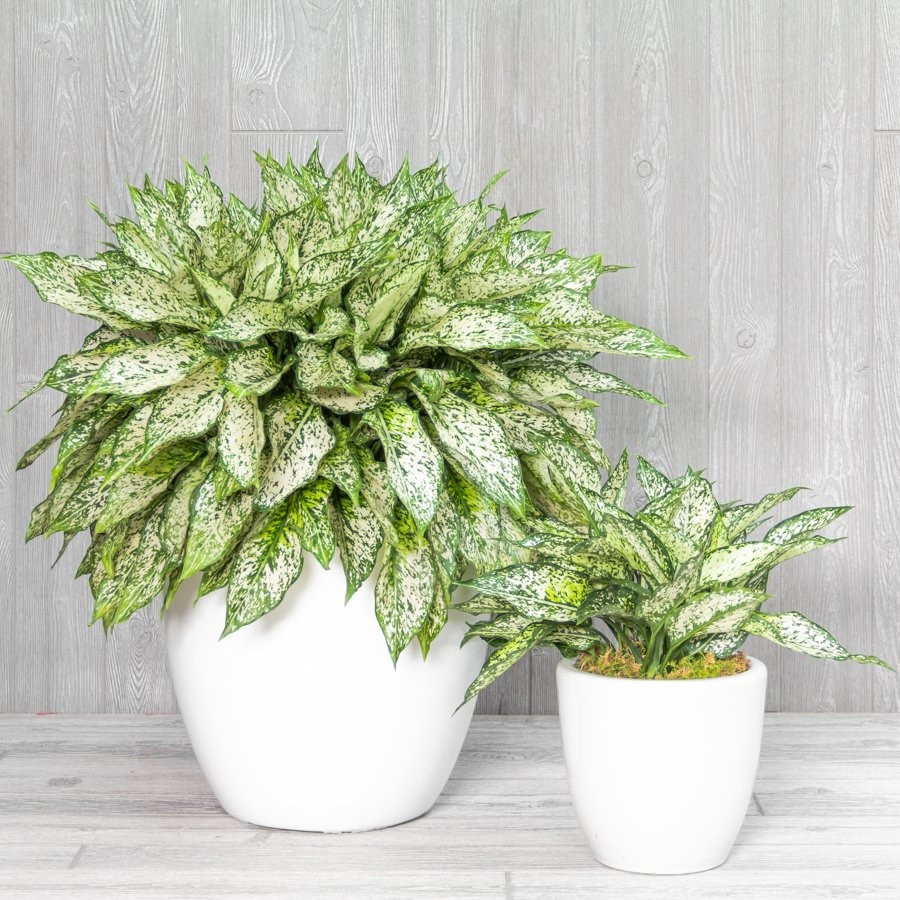 Nhờ đó, nó giúp cải thiện chất lượng không khí, mang lại bầu không khí trong lành và dễ chịu. Màu sắc xanh mát của cây ngọc ngân có tác dụng giảm căng thẳng, mệt mỏi, giúp bạn thư giãn đầu óc và tăng hiệu quả làm việc.