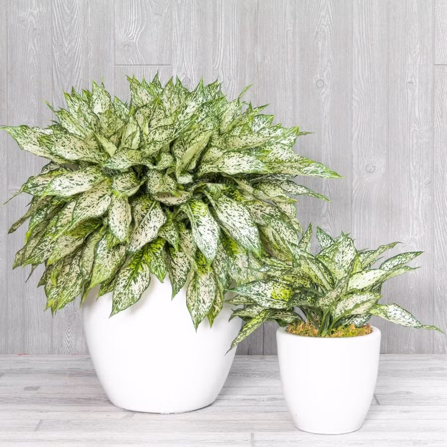 Nhờ đó, nó giúp cải thiện chất lượng không khí, mang lại bầu không khí trong lành và dễ chịu. Màu sắc xanh mát của cây ngọc ngân có tác dụng giảm căng thẳng, mệt mỏi, giúp bạn thư giãn đầu óc và tăng hiệu quả làm việc.