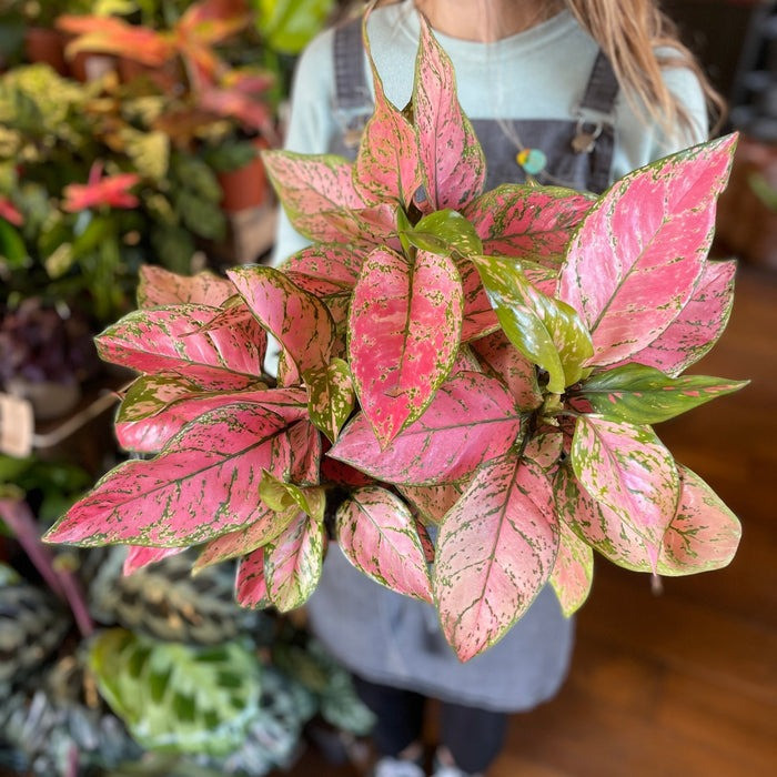 Cây cảnh Hồng phát lộc: Hồng phát lộc (Aglaonema Red Valentine) hay còn gọi là cây vạn lộc lá đỏ, cây phát lộc. Cây thường có chiều cao từ 20 - 30cm, thuộc loại cây thân thảo, cuốn lá có màu xanh, thân mềm.