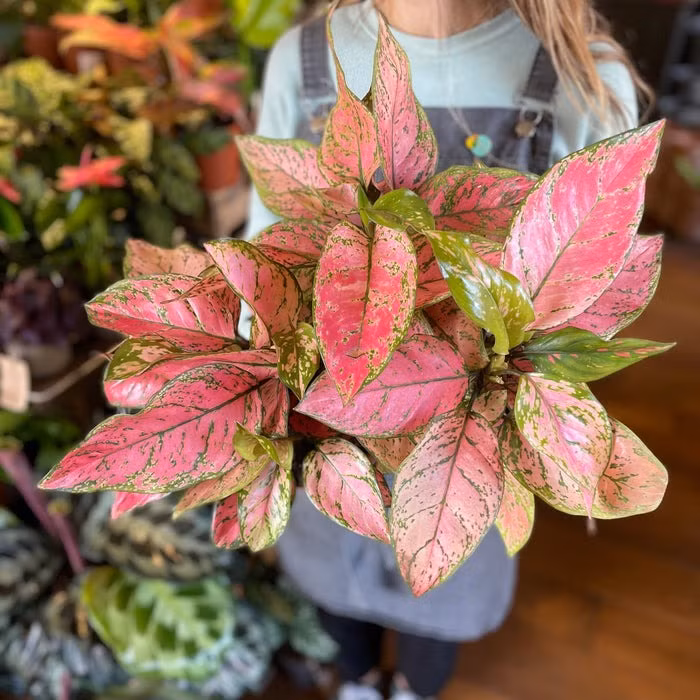 Cây cảnh Hồng phát lộc: Hồng phát lộc (Aglaonema Red Valentine) hay còn gọi là cây vạn lộc lá đỏ, cây phát lộc. Cây thường có chiều cao từ 20 - 30cm, thuộc loại cây thân thảo, cuốn lá có màu xanh, thân mềm.