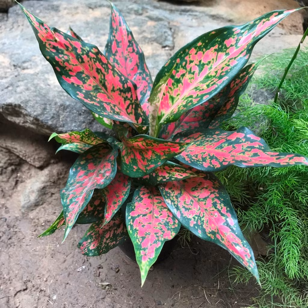 2. Cây cảnh Vạn lộc: Cây vạn lộc, hay còn được gọi là cây thiên phú, có tên khoa học là aglaonema rotundum pink. Trong vạn lộc thì từ vạn có nghĩa là nhiều, chỉ một số lượng rất lớn, từ lộc có nghĩa là phúc lộc, tiền bạc và sự may mắn.