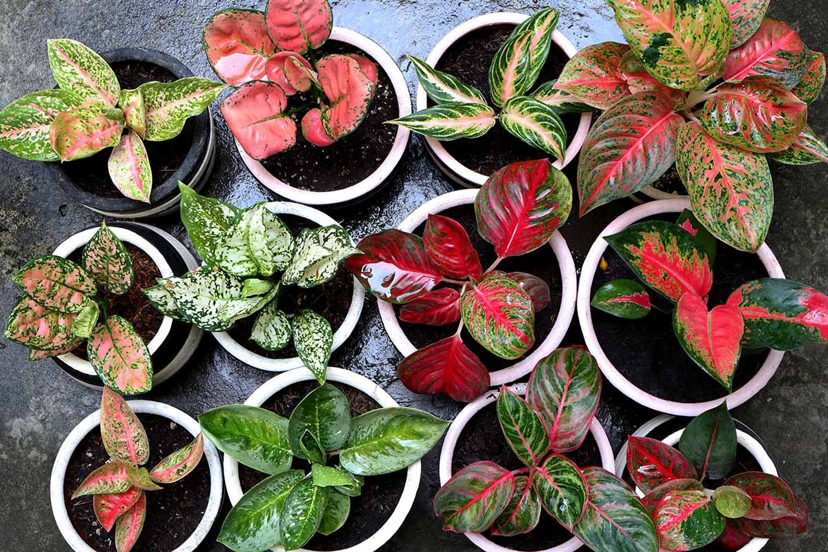  Một số người thích nhìn thấy những chùm hoa thỉnh thoảng nở rộ. Những người khác cắt bỏ hoa từ phần gốc của thân cây để kích thích sự phát triển trên lá trở lại và ngăn chặn sự hình thành các quả màu đỏ lộn xộn.